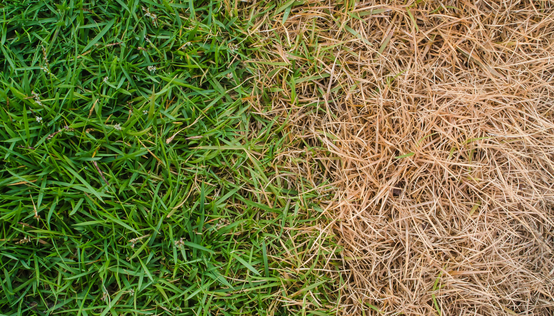 Healthy vs unhealthy patch of grass to explain the tiny hair cell analogy