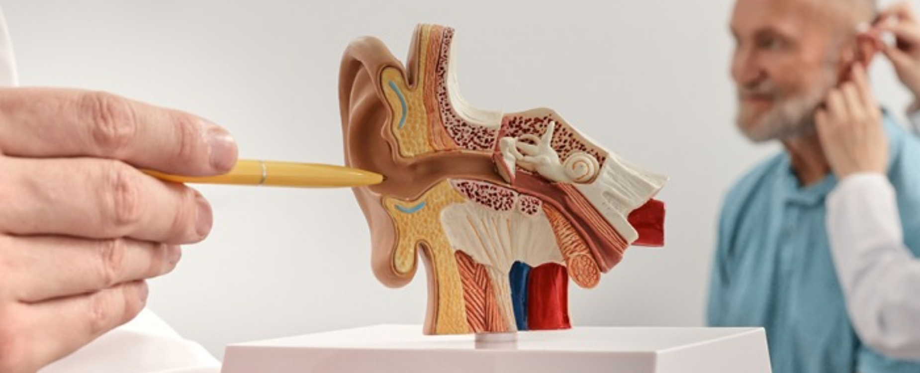 Hand pointing to an anatomical model of the ear, illustrating hearing research and ear health.